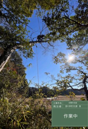 「樹高」6～15m×6本（斜面）