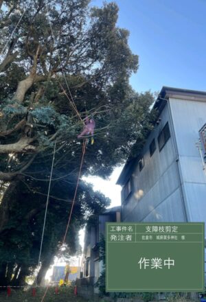「樹高」16~30m×20本 「樹高」16~30m×20本