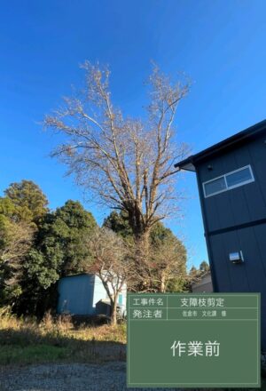 「樹高」17m