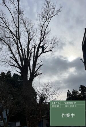 「樹高」17m