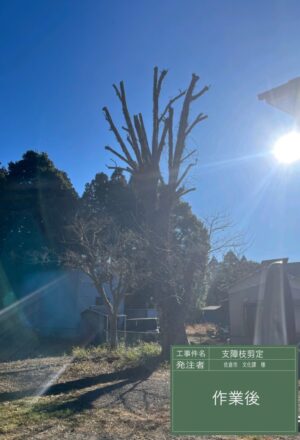 「樹高」17m