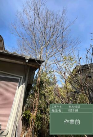 「樹高」10m