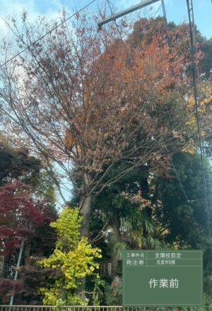 「樹高」12m