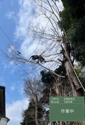 「樹高」12m