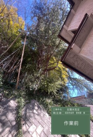 「樹高」17m(擁壁上) 「樹高」17m(擁壁上)