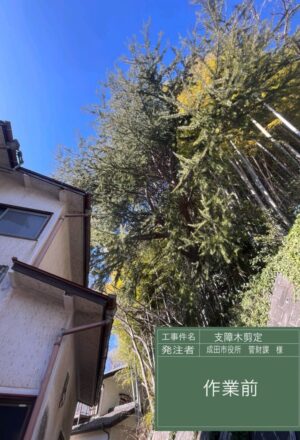 「樹高」17m(擁壁上) 「樹高」17m(擁壁上)