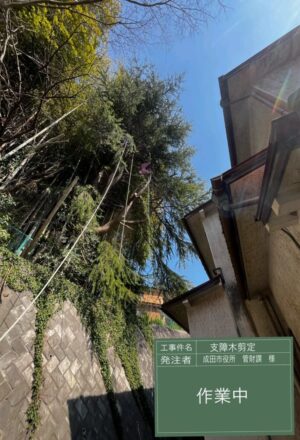 「樹高」17m(擁壁上) 「樹高」17m(擁壁上)
