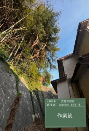「樹高」17m(擁壁上) 「樹高」17m(擁壁上)