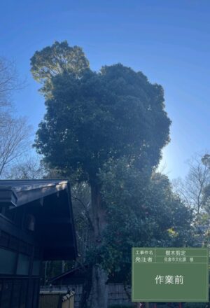 「樹高」16m