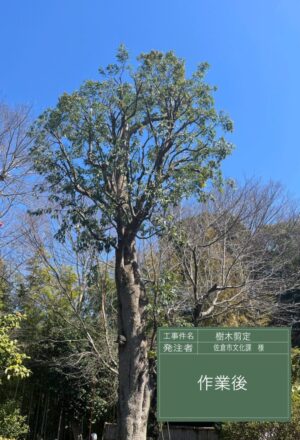「樹高」16m