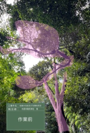 「樹高」12～18m×5本