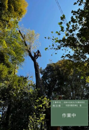 「樹高」12～18m×5本
