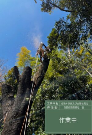 「樹高」12～18m×5本