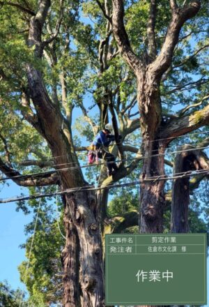 「樹高」17m 「樹高」17m