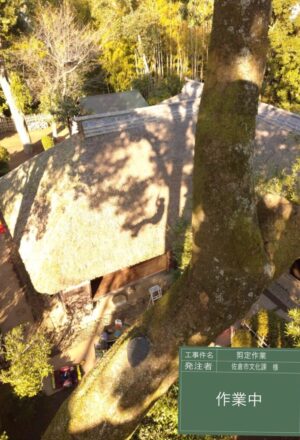 「樹高」17m 「樹高」17m