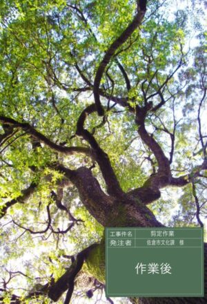 「樹高」17m 「樹高」17m