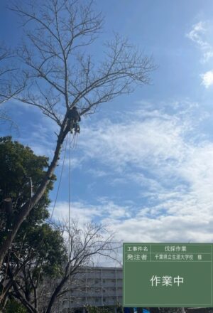 「樹高」6~12m×10本 「樹高」6~12m×10本