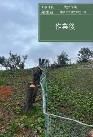 「樹高」6~12m×10本 「樹高」6~12m×10本