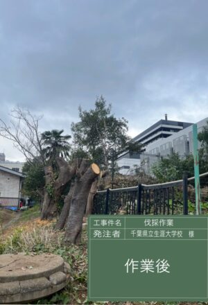 「樹高」6~12m×10本 「樹高」6~12m×10本