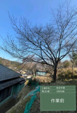 「樹高」14m×2本(斜面) 「樹高」14m×2本(斜面)