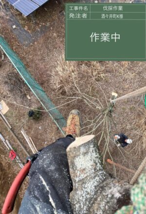 「樹高」12～17m×4本
