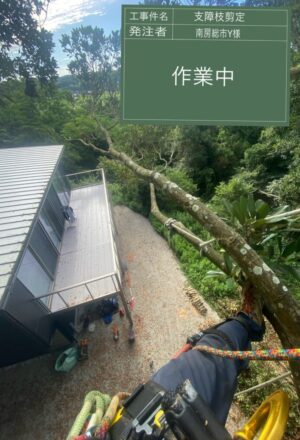 「樹高」16~18m×10本 「樹高」16~18m×10本