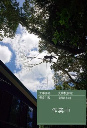 「樹高」16~18m×10本 「樹高」16~18m×10本
