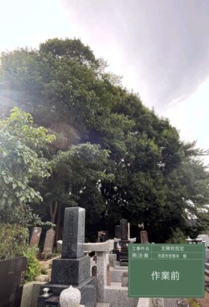 「樹高」15m