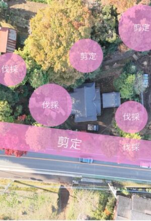 「樹高」15～27m
