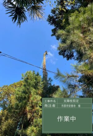 「樹高」15～27m