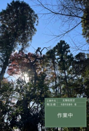 「樹高」15～27m