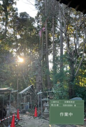 「樹高」15～27m