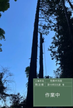 「樹高」25m