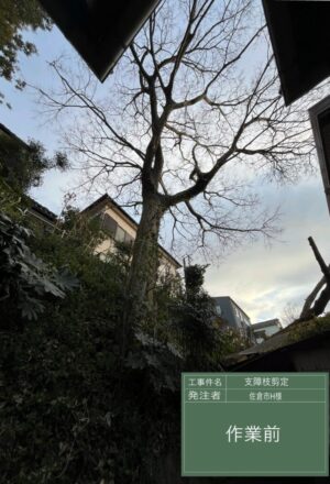 「樹高」10m(擁壁上の斜面) 「樹高」10m(擁壁上の斜面)