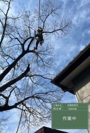 「樹高」10m(擁壁上の斜面) 「樹高」10m(擁壁上の斜面)