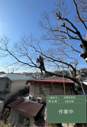 「樹高」10m(擁壁上の斜面) 「樹高」10m(擁壁上の斜面)