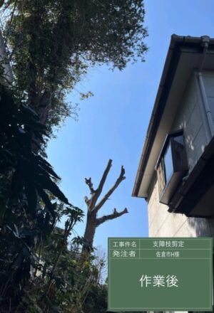 「樹高」10m(擁壁上の斜面) 「樹高」10m(擁壁上の斜面)