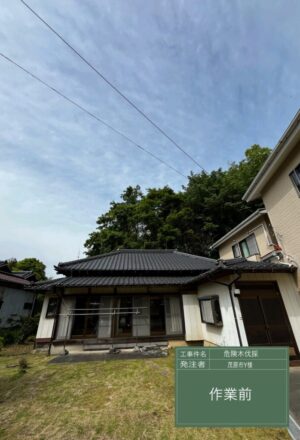 「樹高」6~12m(建物裏崖) 「樹高」6~12m(建物裏崖)