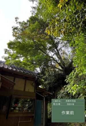 「樹高」6~12m(建物裏崖) 「樹高」6~12m(建物裏崖)