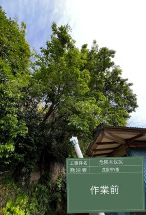 「樹高」6~12m(建物裏崖) 「樹高」6~12m(建物裏崖)