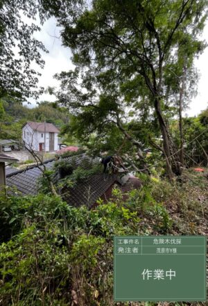 「樹高」6~12m(建物裏崖) 「樹高」6~12m(建物裏崖)