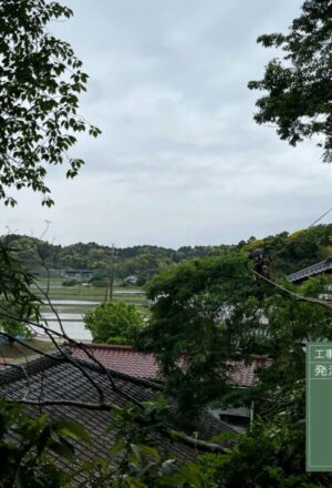 「樹高」6~12m(建物裏崖) 「樹高」6~12m(建物裏崖)