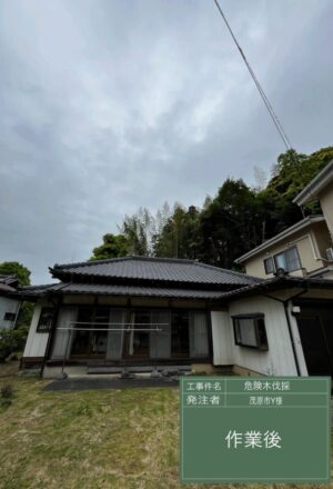 「樹高」6~12m(建物裏崖) 「樹高」6~12m(建物裏崖)