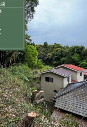「樹高」6~12m(建物裏崖) 「樹高」6~12m(建物裏崖)