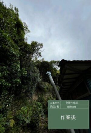 「樹高」6~12m(建物裏崖) 「樹高」6~12m(建物裏崖)