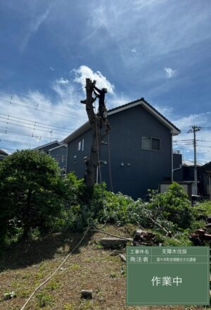「樹高」7m