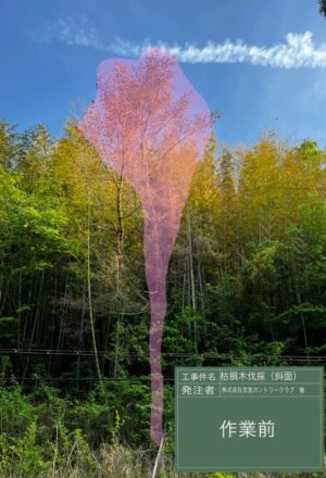 「樹高」15m(斜面上部) 「樹高」15m(斜面上部)
