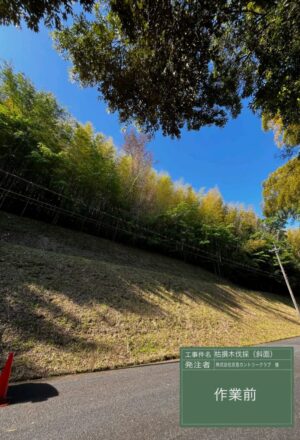 「樹高」15m(斜面上部) 「樹高」15m(斜面上部)