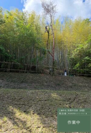 「樹高」15m(斜面上部) 「樹高」15m(斜面上部)