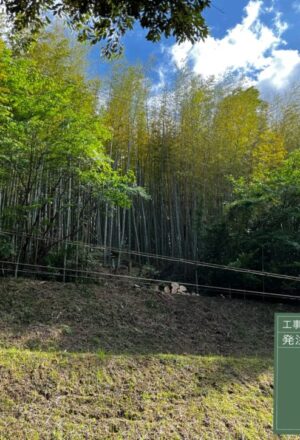 「樹高」15m(斜面上部) 「樹高」15m(斜面上部)